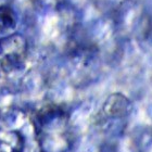 bubble cell image